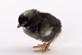 Barred Plymouth Rock Female Chicks - (Local Pick Up Only)