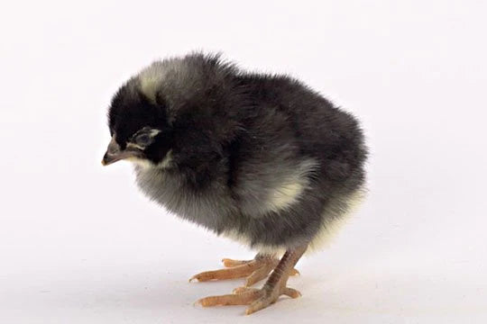 Barred Plymouth Rock Female Chicks - (Local Pick Up Only)