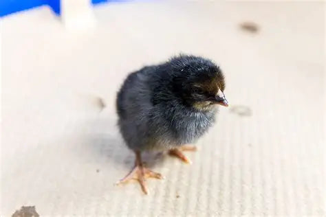 Black Sexlink Female Chicks -      (Local Pick Up Only)