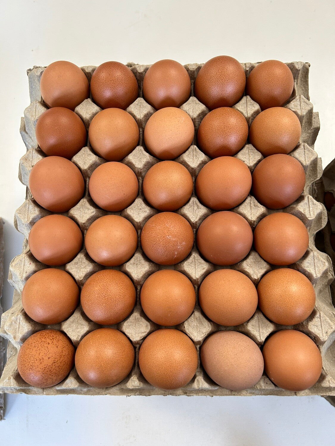 Black Sexlink Female Chicks -      (Local Pick Up Only)