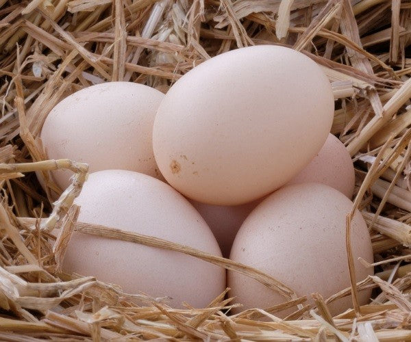 Buff Orpington Female Chicks -         (Local Pick Up Only)