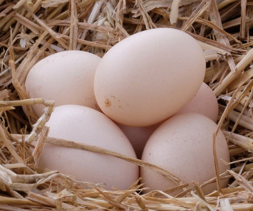 Buff Orpington Female Chicks -         (Local Pick Up Only)