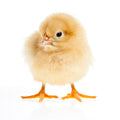 Buff Orpington Female Chicks -         (Local Pick Up Only)