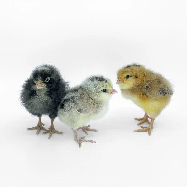 Easter Egger Female Chicks -           (Local Pick Up Only)