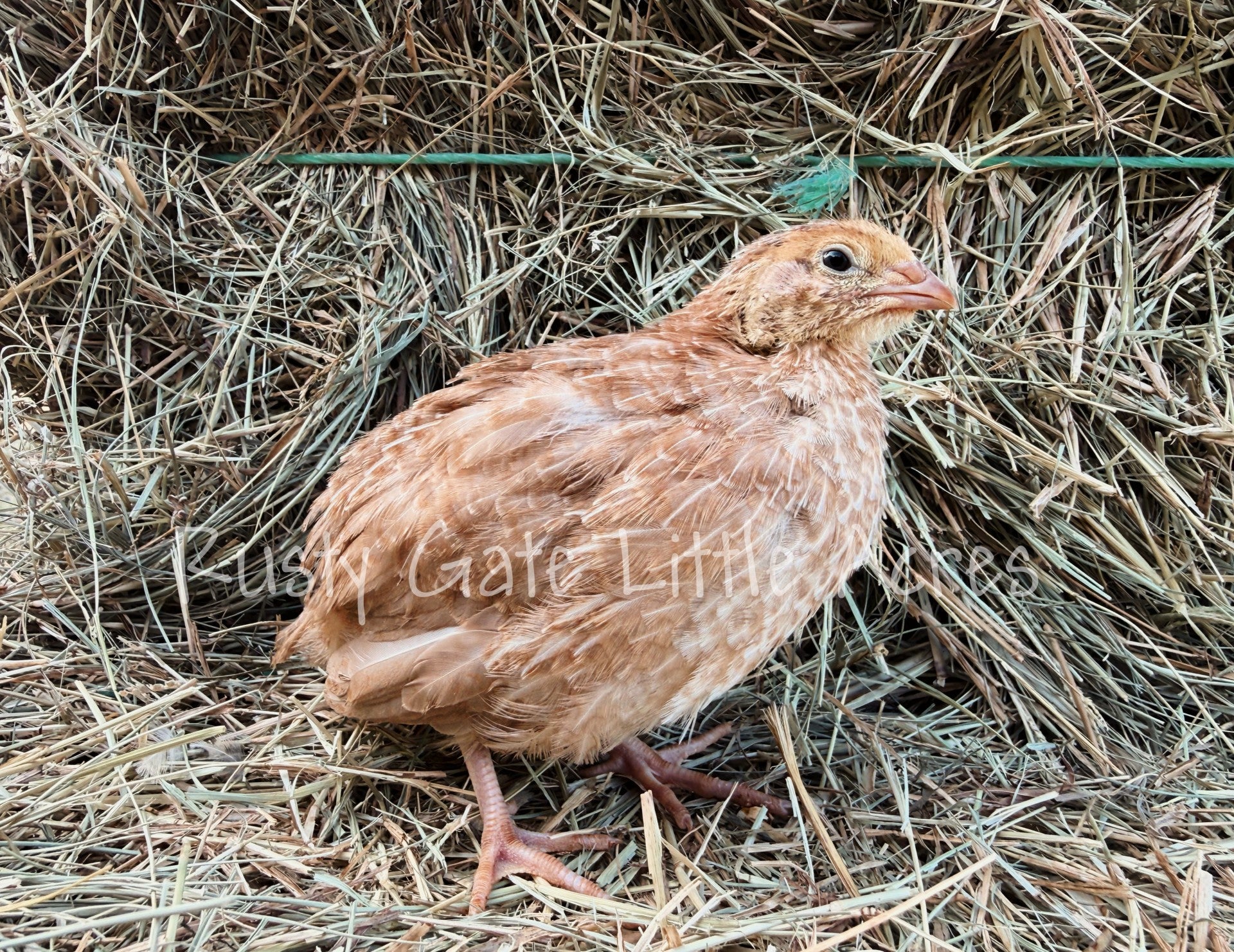 Jumbo Egyptian Coturnix Hatching Eggs