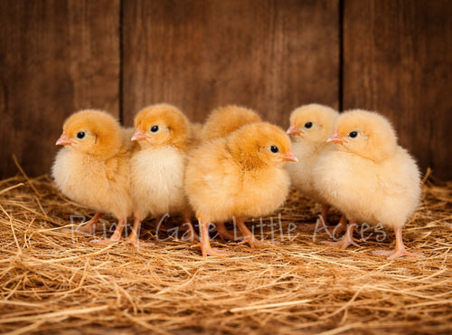 Brown Sex Link Female Chicks     (Local Pick Up Only)