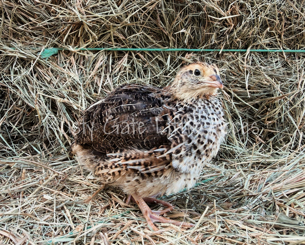 Jumbo Brown Coturnix Hatching Eggs