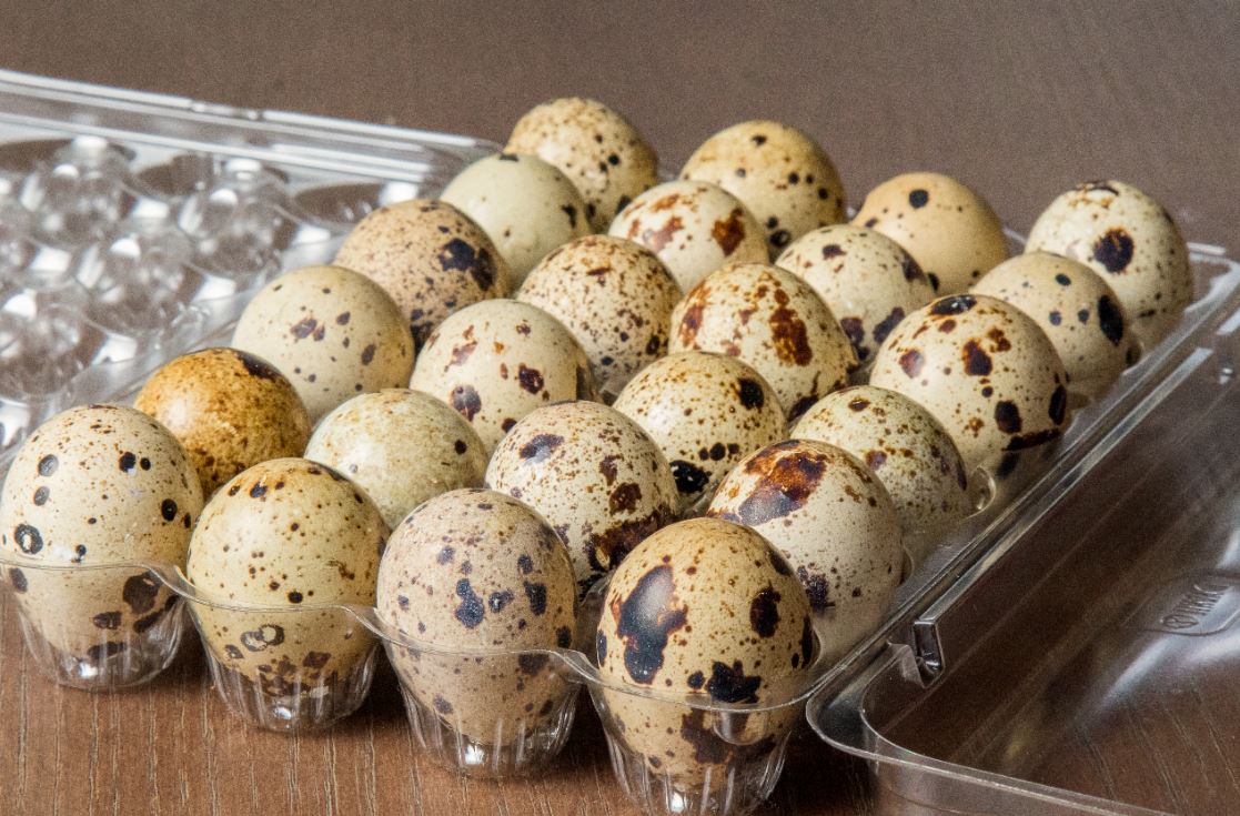 Jumbo Brown Coturnix Hatching Eggs