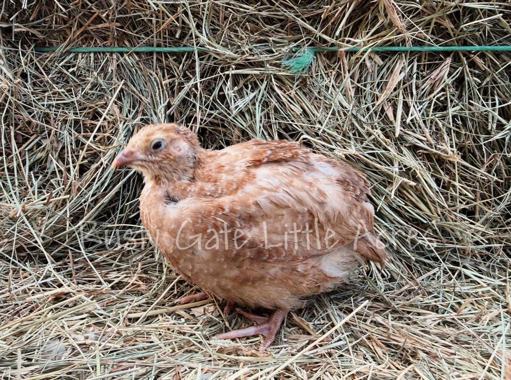 Jumbo Red Range Coturnix Hatching Eggs