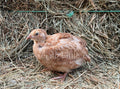 Jumbo Red Range Coturnix Hatching Eggs