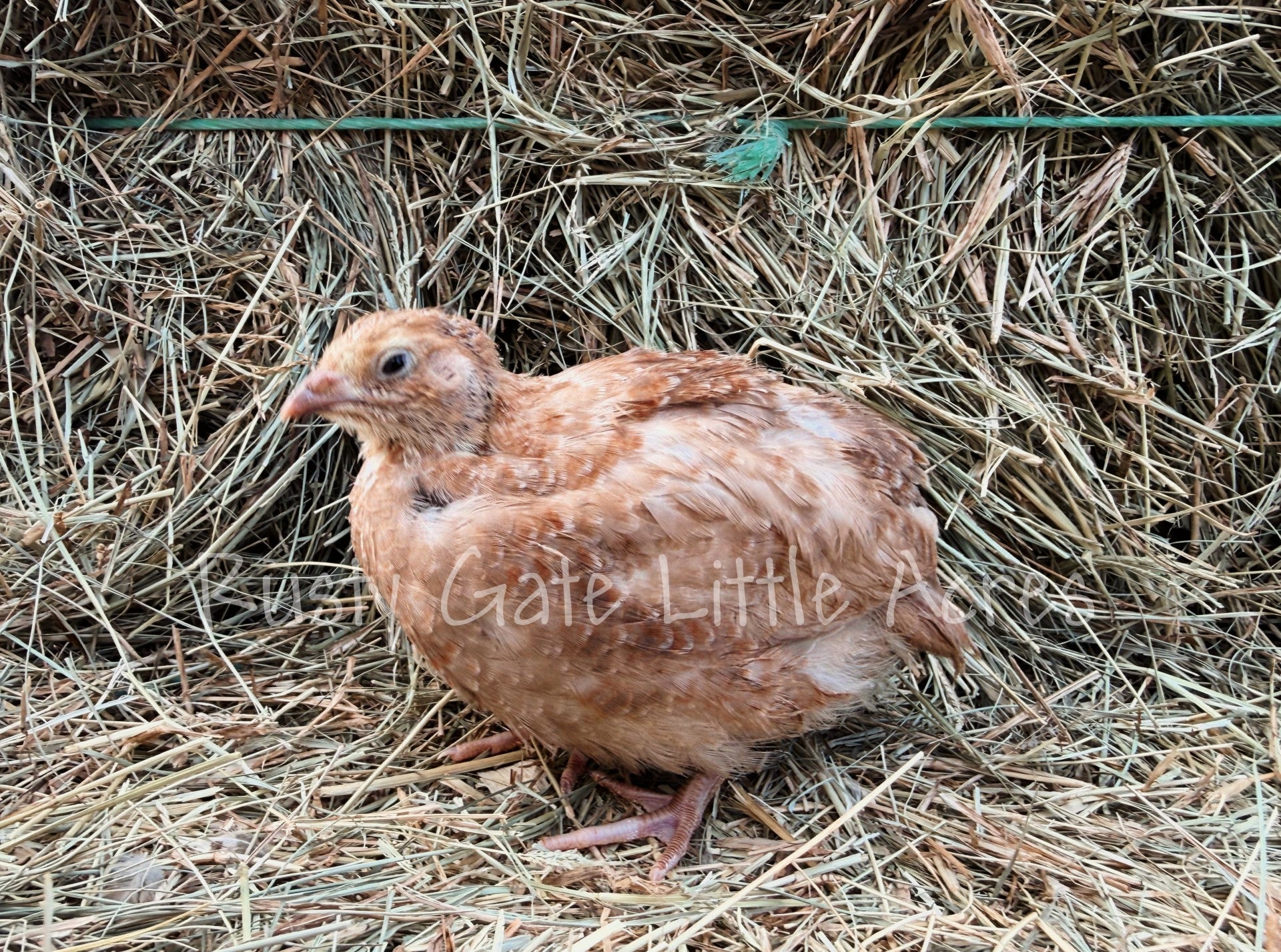 Jumbo Red Range Coturnix Hatching Eggs