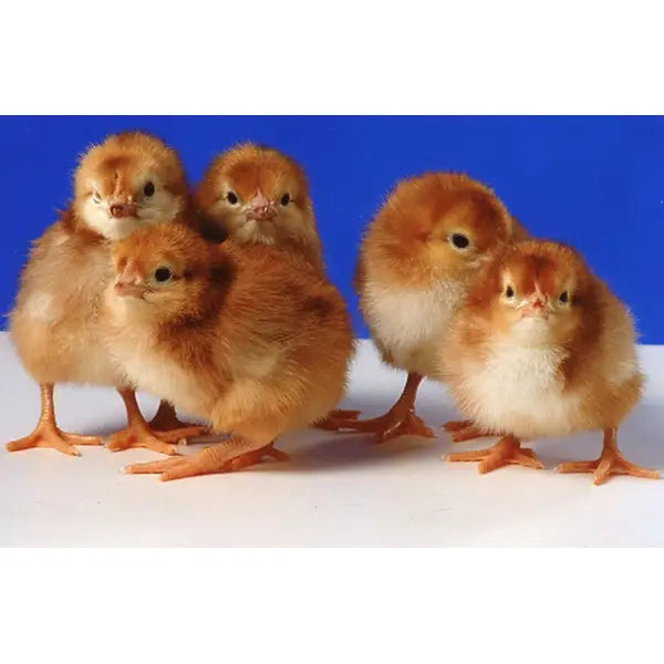 Rhode Island Red Female Chicks - (Local Pick Up Only)