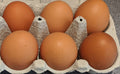 Brown Sex Link Female Chicks     (Local Pick Up Only)