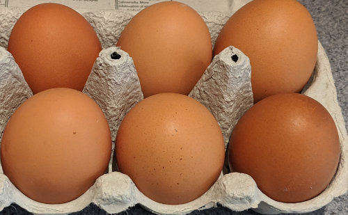 Brown Sex Link Female Chicks     (Local Pick Up Only)