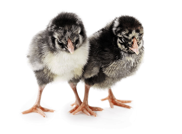 Silver Laced Wyandotte Female Chicks