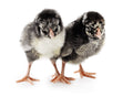 Silver Laced Wyandotte Female Chicks