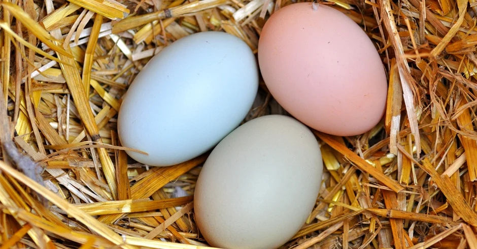 Easter Egger Female Chicks -           (Local Pick Up Only)