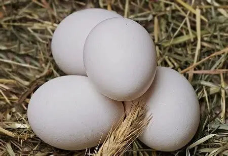 White Leghorn Female Chicks -     (Local Pick Up Only)
