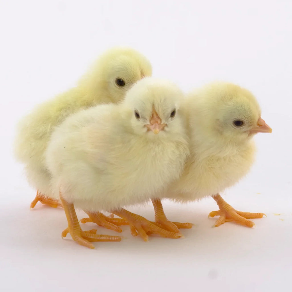 White Leghorn Female Chicks -     (Local Pick Up Only)