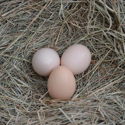 Silver Laced Wyandotte Female Chicks